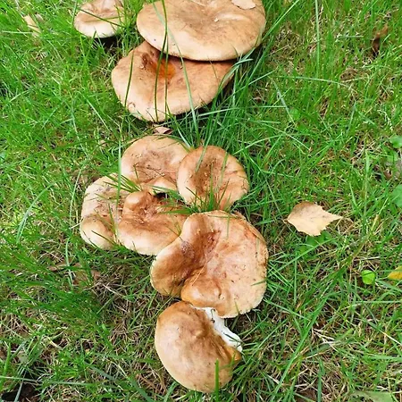 Nad Stawem * Nowy Wiec