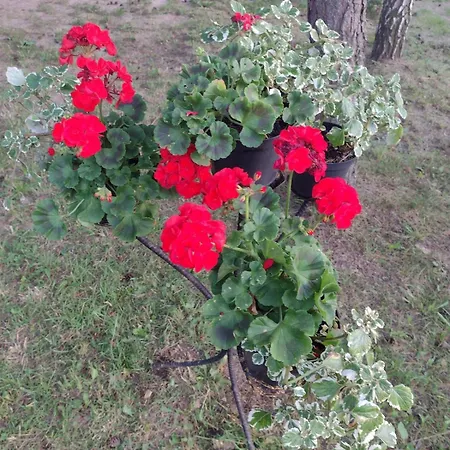 Nad Stawem * Nowy Wiec