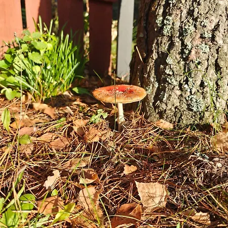 Nad Stawem Holiday home