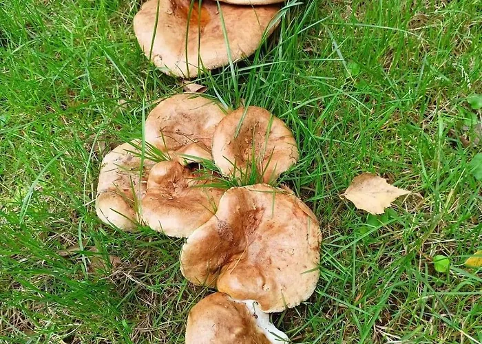 Nad Stawem * Nowy Wiec