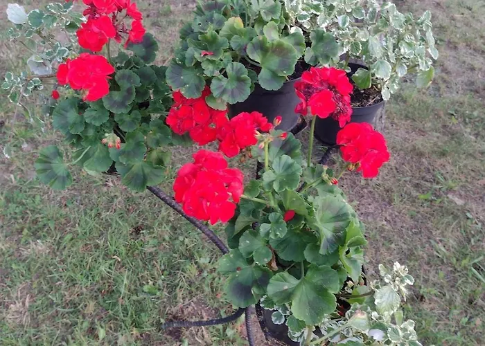 Nad Stawem * Nowy Wiec