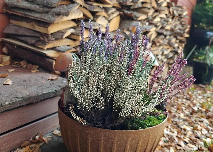 Semesterbostad Nad Stawem Nowy Wiec