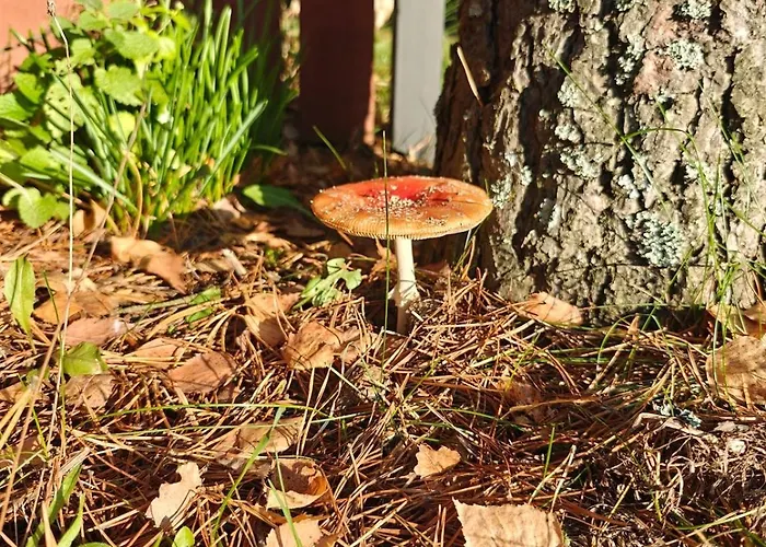 Nad Stawem Semesterbostad